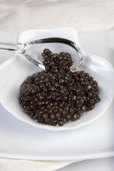 Caviar, Sturgeon's Eggs