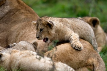 Naklejka na ściany i meble Katanga Lion or Southwest African Lion, panthera leo bleyenberghi, Female and Cub Playing