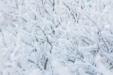 Snow and rime ice on the branches of bushes. Beautiful winter background with twigs covered with hoarfrost. Plants in the park are covered with hoar frost. Cold snowy weather. Cool frosting texture.