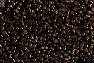 Caviar, Sturgeon's Eggs