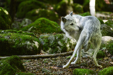 loup louve meute montagne bois foret environnement