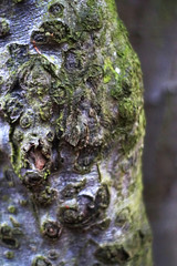 Baumrinde
