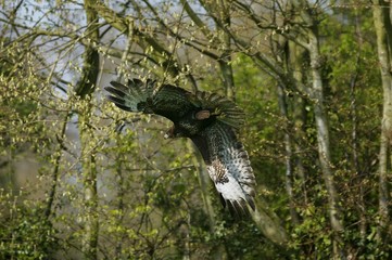 Common Buzzard, buteo buteo, Adult in Flight, Normandy