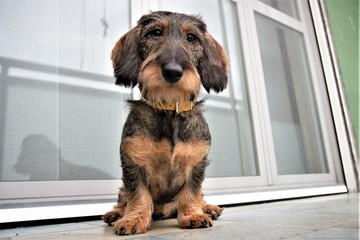 coarse-haired dachshund dog
