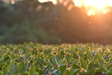 Sunset over the grass 1