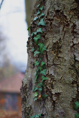 Efeu berankter Baum