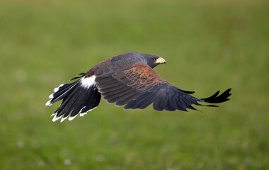 Harris Hawk, parabuteo unicinctus, Adult in Flight