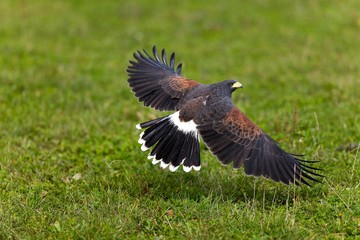 Harris Hawk, parabuteo unicinctus, Adult in Flight