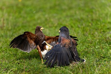 Harris Hawk, parabuteo unicinctus, Adults fighting