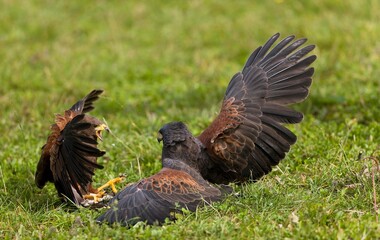 Harris Hawk, parabuteo unicinctus, Adults fighting