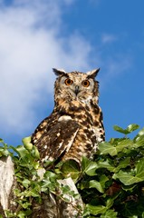 Cape Eagle Owl, bubo capensis, Adult standing on Top of Tree