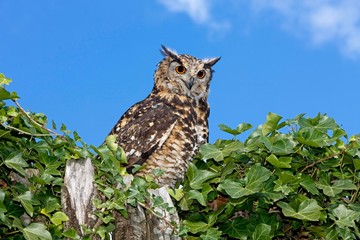 Cape Eagle Owl, bubo capensis, Adult standing on Top of Tree