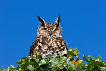 Cape Eagle Owl, bubo capensis, Adult standing on Top of Tree