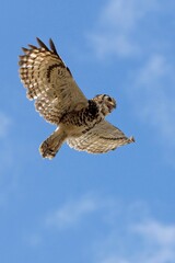 Cape Eagle Owl, bubo capensis, Adult in Flight against Blue Sky