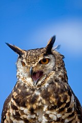 Cape Eagle Owl, bubo capensis, Adult calling