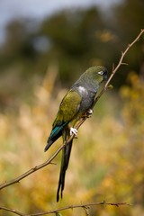 Patagonian Conure or Burrowing Parakeet, cyanoliseus patagonus, Adult standing on Branch