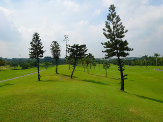 trees in the field