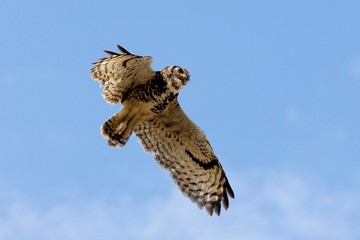 Cape Eagle Owl, bubo capensis, Adult in Flight against Blue Sky