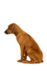 Rhodesian Ridgeback, 3 Months old Pup sitting against White Background