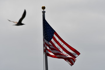 Flag in wind with bird flying