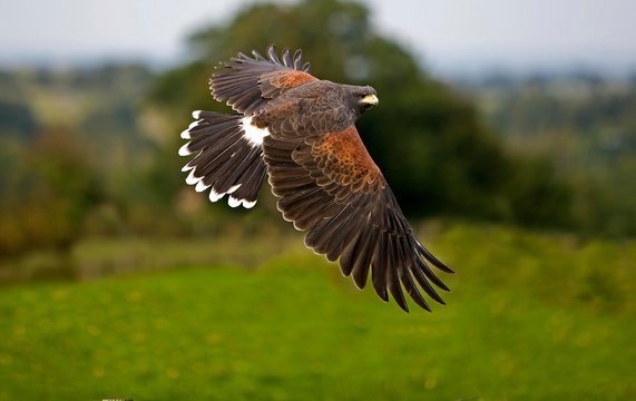 Harris Hawk, parabuteo unicinctus, Adult in Flight