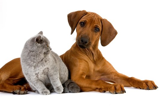 Lilac British Shorthair Male Domestic Cat and Rhodesian Ridgeback, 3 Months old Pup