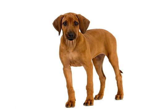Rhodesian Ridgeback, 3 Months old Pup against White Background