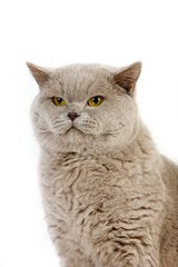 Lilac British Shorthair Domestic Cat, Portrait of Male against White Background