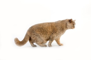 Fototapeta na wymiar Lilac Cream British Shorthair Domestic Cat, Female standing against White Background