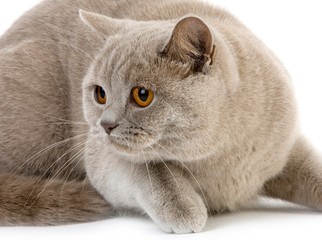 Lilac British Shorthair Domestic Cat, Female laying against White Background