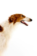 Borzoi Dog or Russian Wolfhound, Portrait of Adult against White Background