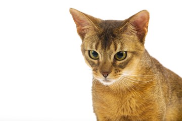Abyssinian Domestic Cat, Portrait of Adult against White Background