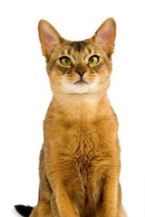 Abyssinian Domestic Cat, Portrait of Adult against White Background