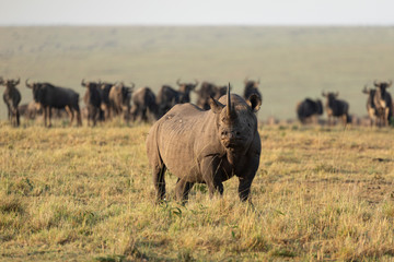 Black rhino with big horn standing in front of a wildebeest herd