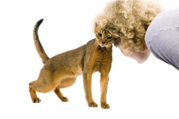 Abyssinian Domestic Cat, Adult with Woman standing against White Background