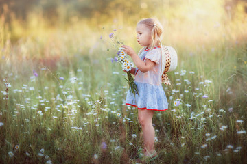 baby girl walks in the field, collects a bouquet of wild flowers, daisies, happy childhood, summer