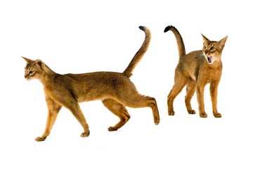 Abyssinian Domestic Cat, Adults standing against White Background