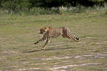 Cheetah, acinonyx jubatus, Adult running, Namibia