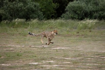 Cheetah, acinonyx jubatus, Adult running, Namibia