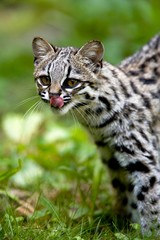 Naklejka na ściany i meble Tiger Cat or Oncilla, leopardus tigrinus, Adult licking Nose