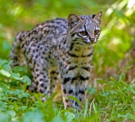 Fototapeta na wymiar Tiger Cat or Oncilla, leopardus tigrinus, Adult standing on Grass