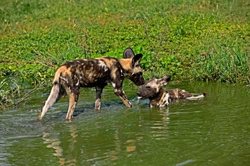 African Wild Dog, lycaon pictus, Adults standing in Water Hole, Namibia