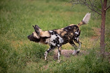 African Wild Dog, lycaon pictus, Adult standing on Grass, Namibia