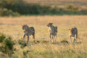 Four cheetah brothers walking in the Masai Mara plains in Kenya