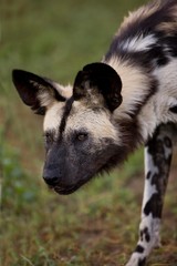 African Wild Dog, lycaon pictus, Portrait of Adult, Namibia