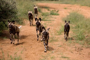 African Wild Dog, lycaon pictus, Pack walking on Track, Namibia
