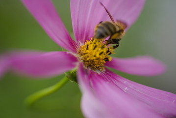 蜜蜂