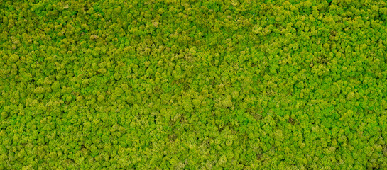 green moss background texture Wallpaper - 370969217