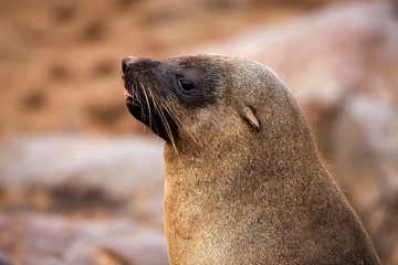 Naklejka premium South African Fur Seal, arctocephalus pusillus, Portrait of Female, Cape Cross in Namibia