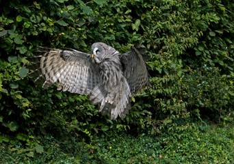 Great Grey Owl, strix nebulosa, Adult in Flight